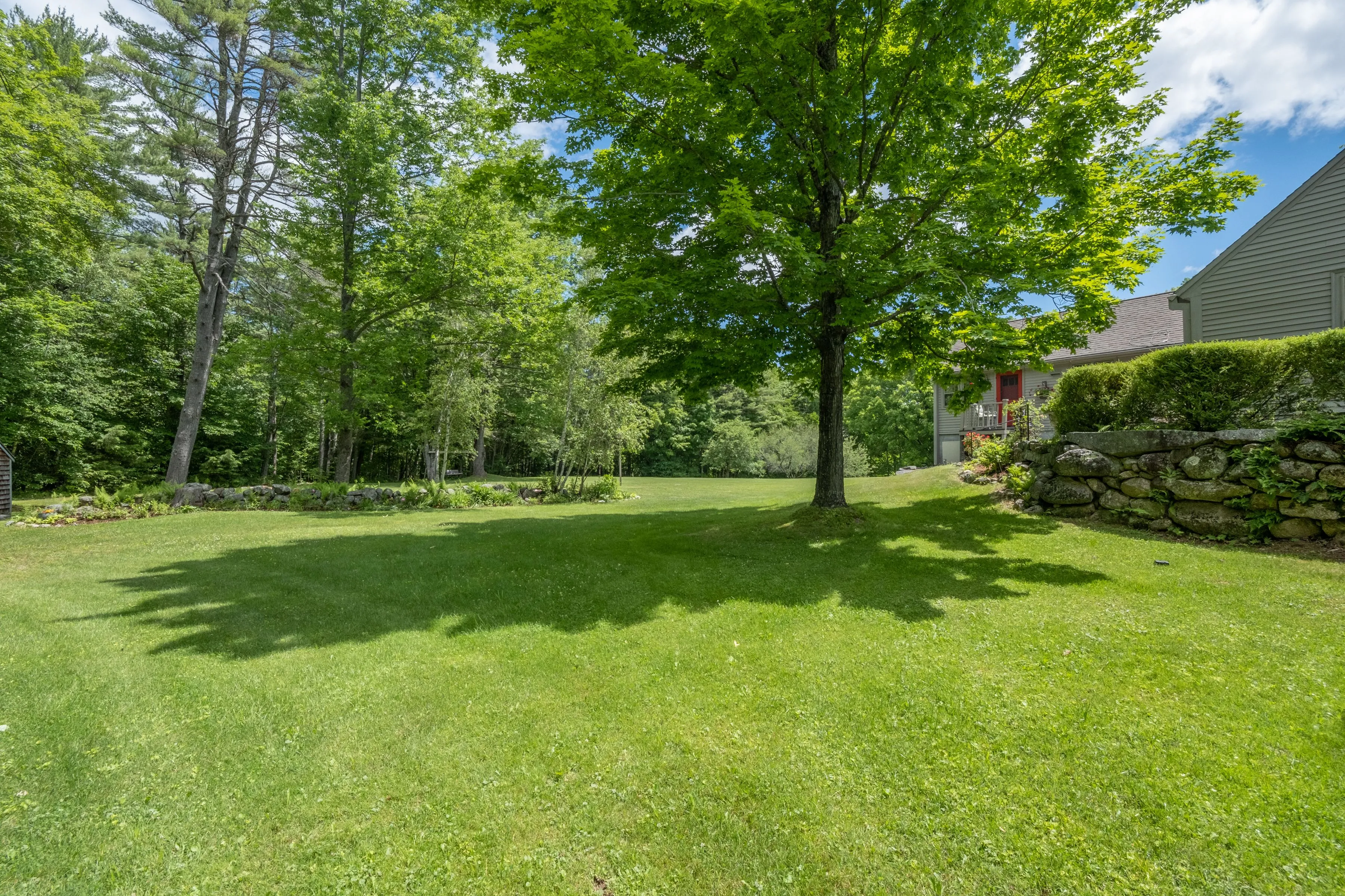 Finished backyard lawn bordered by trees