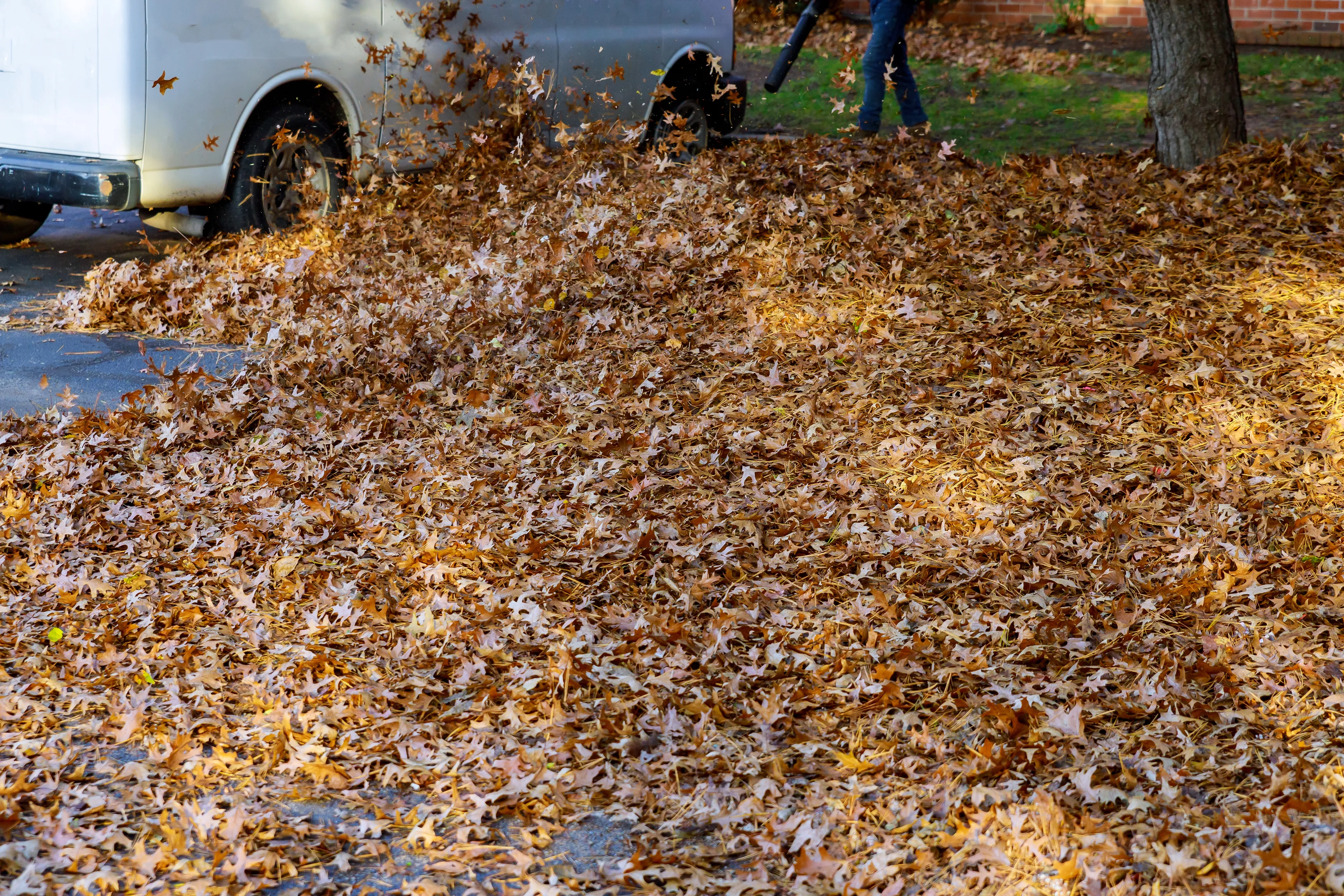 Blowing fallen leaves off a driveway