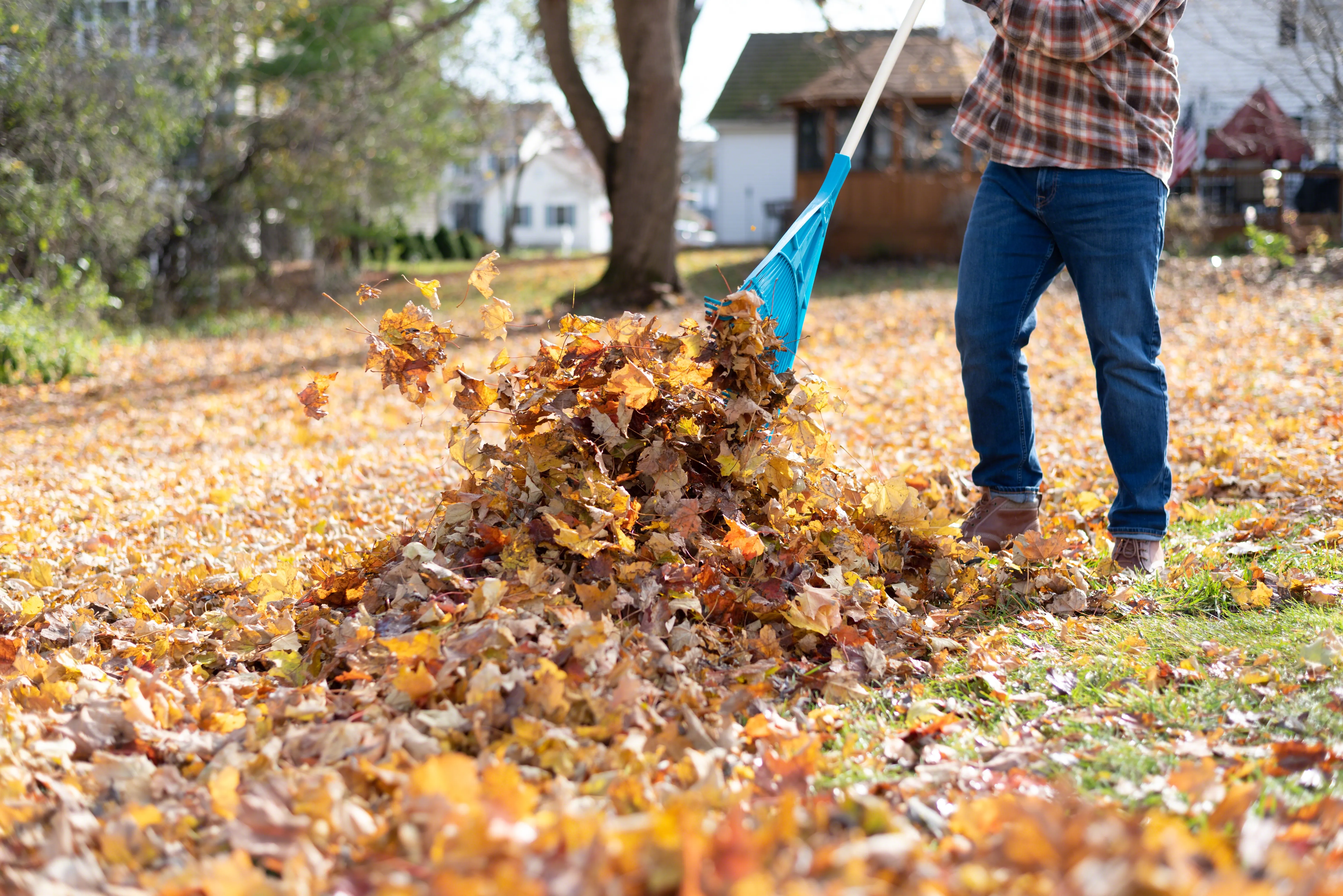 Raking fall leaves in a front yard
