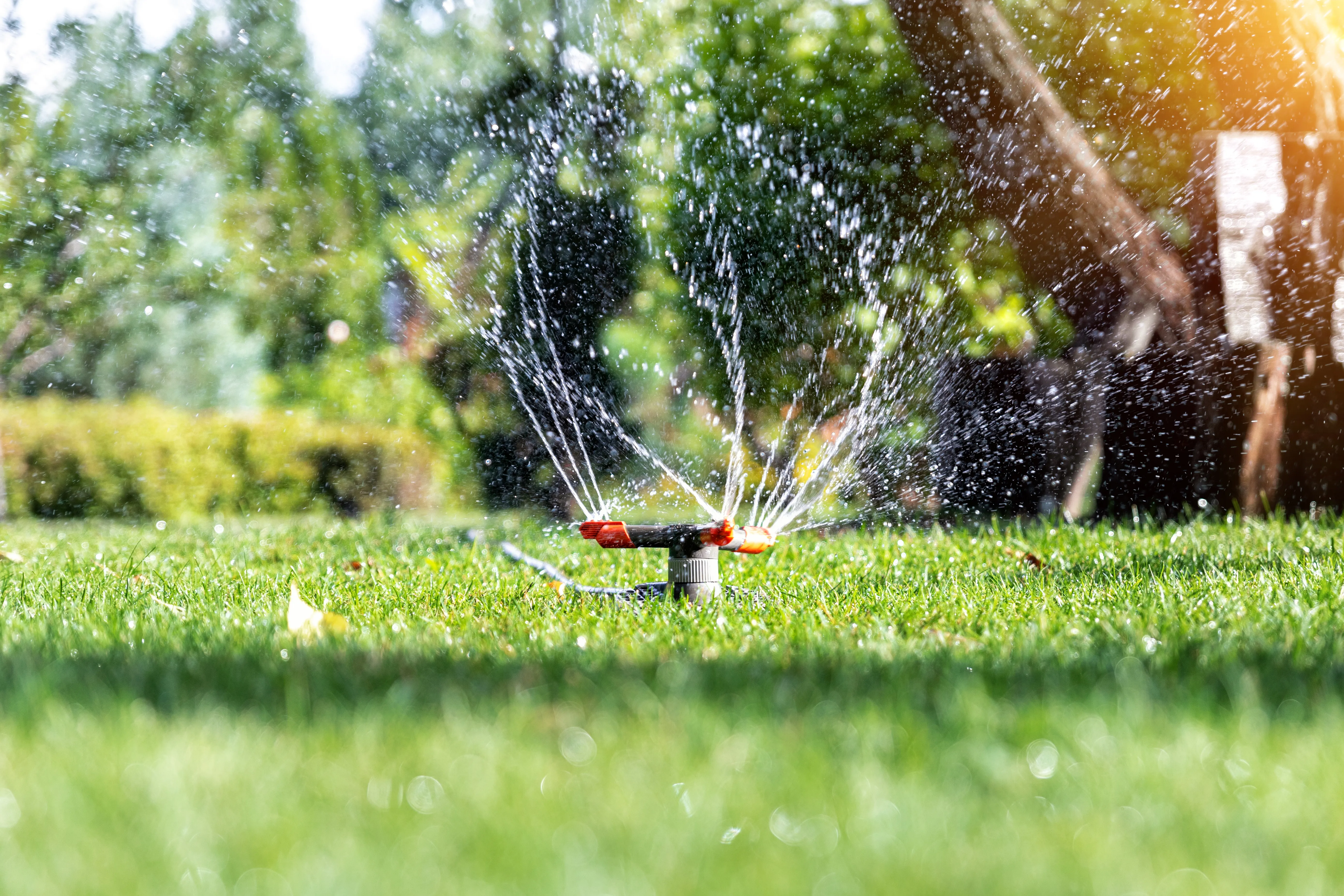 Sprinkler watering a green lawn
